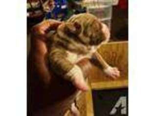 Olde English Bulldogge Puppy for sale in HEMPSTEAD, NY, USA