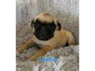 Pug Puppy for sale in Louise, TX, USA