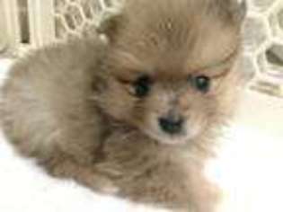 Pomeranian Puppy for sale in Huger, SC, USA