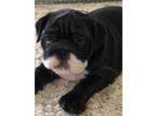 Bulldog Puppy for sale in West Farmington, OH, USA