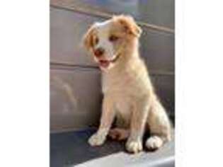 Miniature Australian Shepherd Puppy for sale in Litchfield Park, AZ, USA