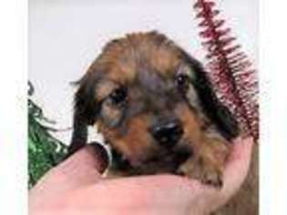 Dachshund Puppy for sale in Pomona, MO, USA