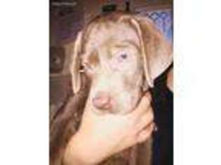 Labrador Retriever Puppy for sale in Celina, OH, USA