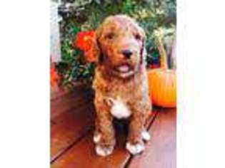 Goldendoodle Puppy for sale in Batavia, OH, USA