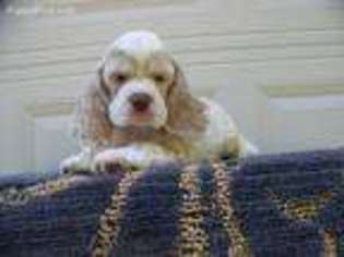 Cocker Spaniel Puppy for sale in Crawfordsville, IN, USA