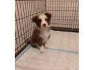 Border Collie Puppy for sale in Tempe, AZ, USA
