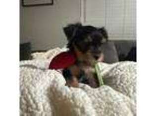 Yorkshire Terrier Puppy for sale in Corona, CA, USA