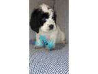 Mutt Puppy for sale in Trenton, OH, USA