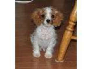 Cavapoo Puppy for sale in Lancaster, MO, USA