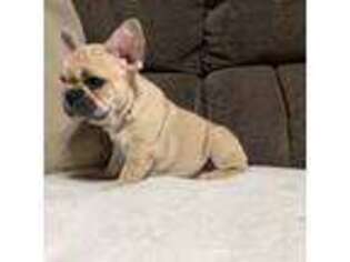 French Bulldog Puppy for sale in Lehighton, PA, USA