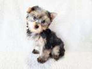 Yorkshire Terrier Puppy for sale in Kennewick, WA, USA