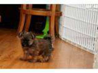 Shorkie Tzu Puppy for sale in Sioux City, IA, USA