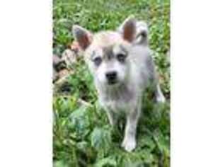 Alaskan Klee Kai Puppy for sale in Cuyahoga Falls, OH, USA