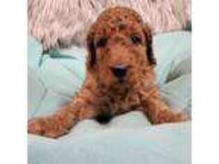 Goldendoodle Puppy for sale in Siloam Springs, AR, USA