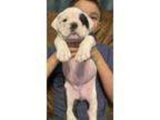 Olde English Bulldogge Puppy for sale in Walla Walla, WA, USA