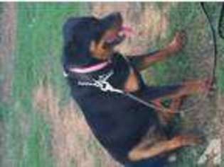 Rottweiler Puppy for sale in POTEAU, OK, USA