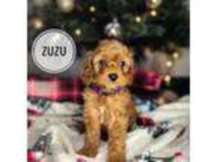 Goldendoodle Puppy for sale in Sears, MI, USA