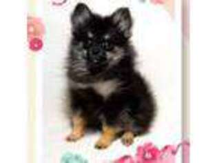 Pomeranian Puppy for sale in Tomball, TX, USA