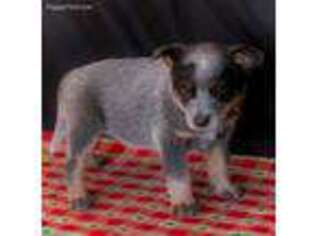 Australian Cattle Dog Puppy for sale in Moberly, MO, USA