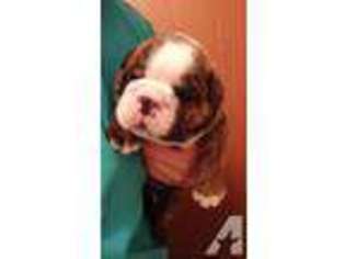 Bulldog Puppy for sale in ADVANCE, NC, USA