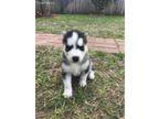 Siberian Husky Puppy for sale in College Station, TX, USA