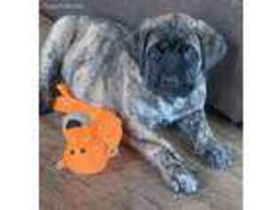 Mastiff Puppy for sale in Middletown, DE, USA