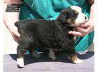 Bernese Mountain Dog Puppy for sale in Herndon, KY, USA