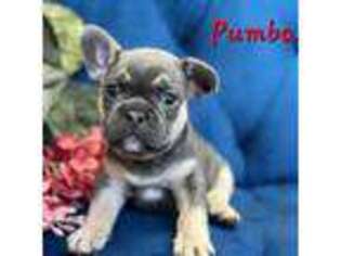 French Bulldog Puppy for sale in Mckinleyville, CA, USA