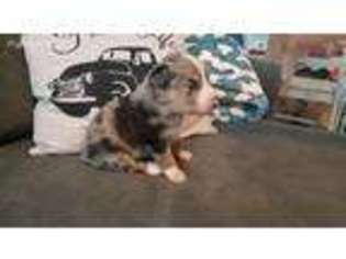 Australian Shepherd Puppy for sale in Red Bluff, CA, USA