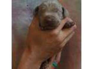 Weimaraner Puppy for sale in Elizabeth, IN, USA