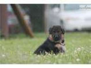 German Shepherd Dog Puppy for sale in Nashville, TN, USA