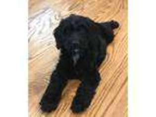 Springerdoodle Puppy for sale in WILLOW SPRING, NC, USA