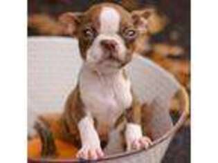 Boston Terrier Puppy for sale in Barre, MA, USA