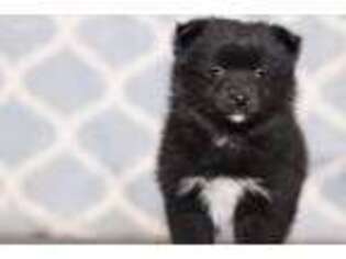 Mutt Puppy for sale in Scotia, NE, USA