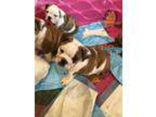 Bulldog Puppy for sale in Frost, TX, USA