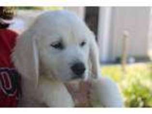 Golden Retriever Puppy for sale in Jackson, MO, USA