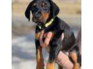 Doberman Pinscher Puppy for sale in Hesperia, CA, USA