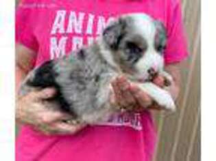 Australian Shepherd Puppy for sale in Roanoke, IN, USA
