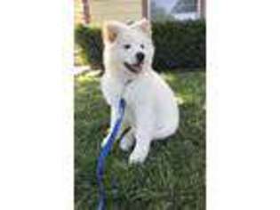 Akita Puppy for sale in Killeen, TX, USA