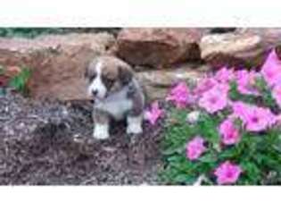 Pembroke Welsh Corgi Puppy for sale in Coatesville, PA, USA