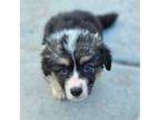 Pembroke Welsh Corgi Puppy for sale in San Diego, CA, USA