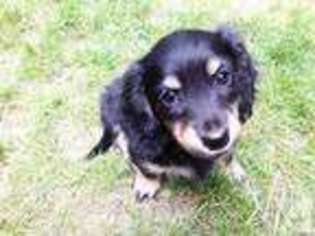 Dachshund Puppy for sale in CLE ELUM, WA, USA