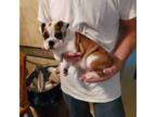 Bulldog Puppy for sale in Laurel, MS, USA