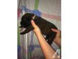 Mastiff Puppy for sale in EDMOND, OK, USA