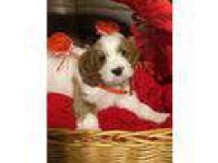 Cavapoo Puppy for sale in Greer, SC, USA