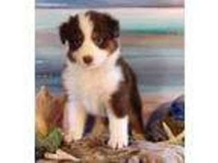 Australian Shepherd Puppy for sale in Kingman, AZ, USA