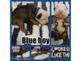 Olde English Bulldogge Puppy for sale in Cedar Falls, IA, USA
