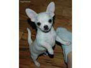 Chihuahua Puppy for sale in Deland, FL, USA
