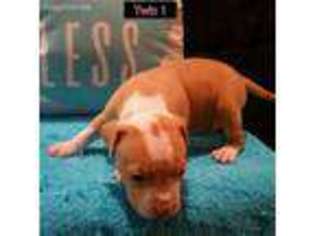 Mutt Puppy for sale in Defuniak Springs, FL, USA