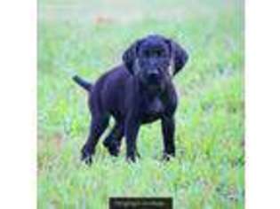 German Shorthaired Pointer Puppy for sale in Chouteau, OK, USA